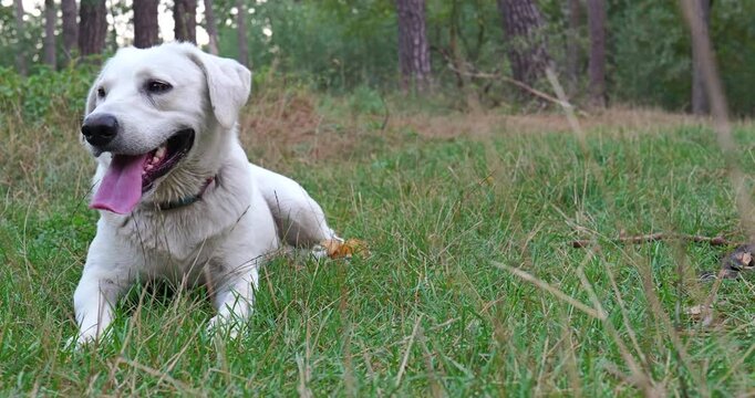 White Labrador dog breathing heavily after a walk. The dog breathes hard showing long tongue. MLS Medium Long  Shot