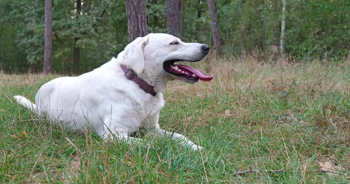White Labrador dog breathing heavily after a walk. The dog breathes hard showing long tongue. MLS Medium Long  Shot