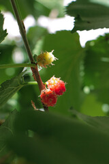 Black mulberries fruit among green leaves.  immature red mulberry that has not yet turned black on a branch. 
