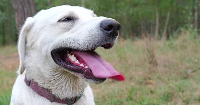 White Labrador dog breathing heavily after a walk. The dog breathes hard showing long tongue. Big Close Up BCU