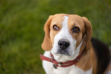 Close-up of a beagle with expressive brown eyes and a red collar, sitting on a green grassy background.
