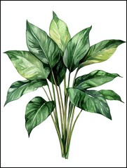 Watercolor Stephania Erecta,