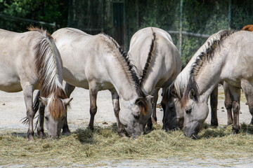 A small herd of Przewalski's horses feed on fresh hay. Close-up.
