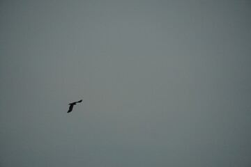 Soaring bird in cloudy sky nature scene wildlife photography open air aerial perspective freedom concept