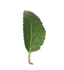 One green plum leaf isolated on white