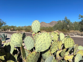 Thorny Prickly Pear cactus in Scottsdale Arizona but found widely around the World and often used as food