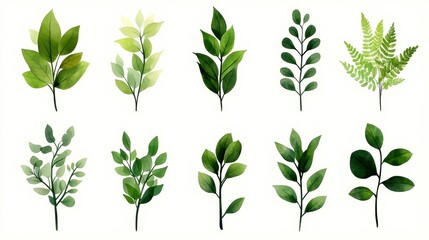Collection of various green leaves on a white isolated background.