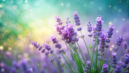 Obraz premium A Delicate Bouquet of Lavender Blossoms Adorned with Sparkling Dewdrops, Bathed in the Soft Glow of a Misty Summer Morning
