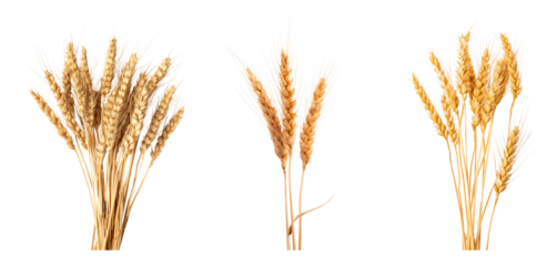 Set of wheat sheaf bundle isolated on transparent background, die cut png file