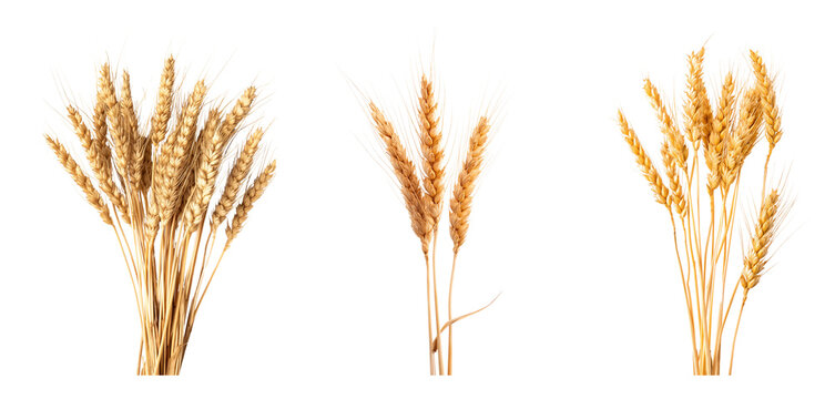 Set of wheat sheaf bundle isolated on transparent background, die cut png file