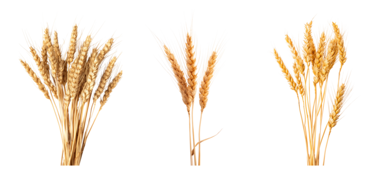 Set of wheat sheaf bundle isolated on transparent background, die cut png file
