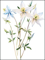 Watercolor Columbines Image