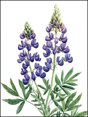 Isolated Watercolor Lupin,