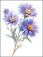 Watercolor Asters