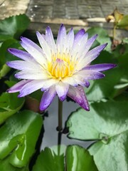 Lotus flower in the pond