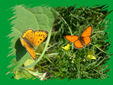 Butterflies male and female of Large copper, Lycaena dispar on yellow flower Arugula, Wild rocket, Diplotaxis tenuifolia in graden and on green leaf in meadow - photomontage with frame.