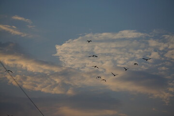 Migrating birds in flight open sky nature photography serene environment aerial view wildlife exploration