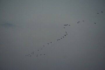 Flocks of migrating birds in flight natural landscape wildlife photography overcast skies aerial perspective migration patterns