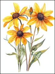 Watercolor Black-Eyed Susans,