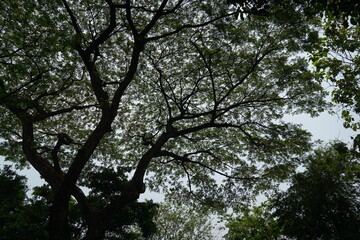 Nature's tranquility majestic tree canopy urban park photography serene environment low angle view peaceful concept