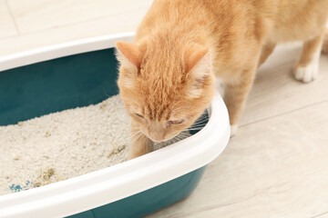 Cute ginger cat near litter tray on floor indoors