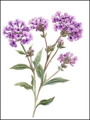 Verbena Painting