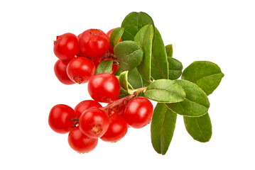 Wild cowberry (foxberry, lingonberry) with leaves, isolated on white background. High resolution...
