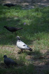 Pigeons foraging in a park urban environment wildlife interaction natural setting ground level perspective nature observation