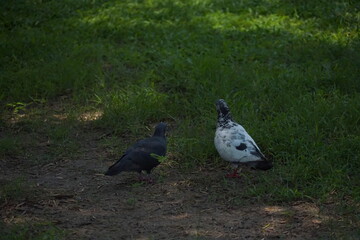Pigeons exploring green grass urban park wildlife photography natural habitat ground level urban nature interaction