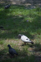 Pigeons foraging in a park urban wildlife photography green space ground level nature observation