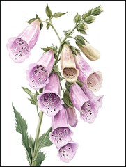 Watercolor Foxgloves