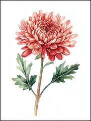 Watercolor Chrysanthemums