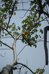 Nature's resilience a papaya tree flourishing amidst adversity tropical landscape photography upward perspective growth concept
