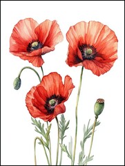 Obraz premium Watercolor Poppies