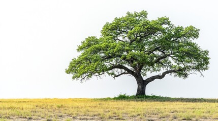 Obraz premium Lone tree on a grassy plain against a bright sky.