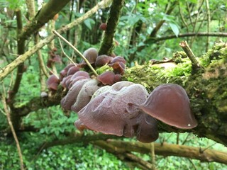 Big purple mushrooms on a tree branch with moss growing on it