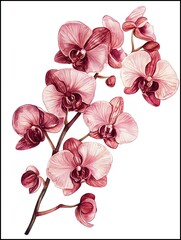 Orchids Painting