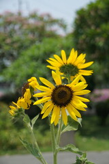 Sunflower blooming in a vibrant garden nature photography daytime close-up view beauty and growth concept