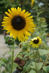 Vibrant sunflower blooms in a garden nature photography outdoor setting close-up perspective beauty of flora