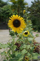 Sunflower blooms in urban garden nature photography summer season outdoor setting close-up view vibrant growth