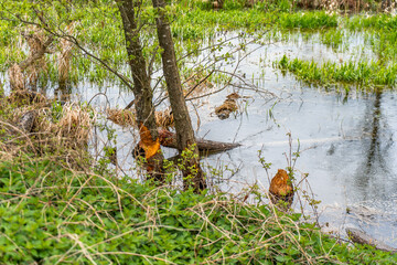 Bäume im Wasser – Spuren der Biberarbeit, Biber, Bieberschäden


