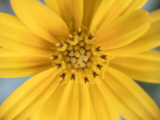 The Secret Life of Pollen: Macro Photography of Flower Details.  