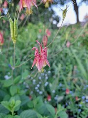 Close up of Canada columbine (aquilegia canadensis) in a garden