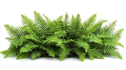 Lush green fern cluster isolated on white.