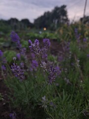 Close up of lavender growing in a garden at dusk