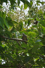 Bird observing nature lush greenery wildlife photography outdoor habitat close-up view serene environment