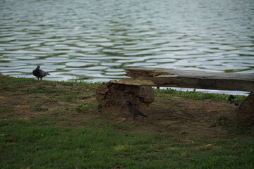 Nature scene birds at a lakeside bench outdoor serenity calm water natural habitat peaceful viewpoint wildlife concept