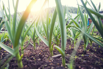 Obraz premium garlic in the garden in the morning sun