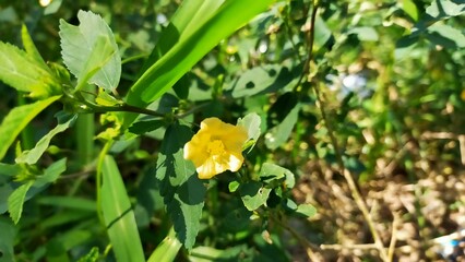 yellow flower in the garden