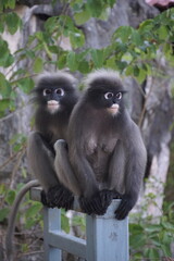 Playful monkeys observing their surroundings forest habitat wildlife photography natural environment close-up view animal behavior